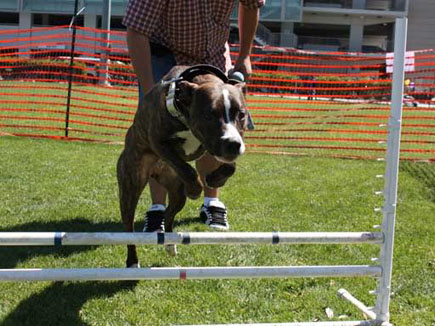 agility dog image
