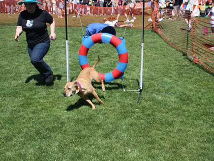 agility dog tire jump image