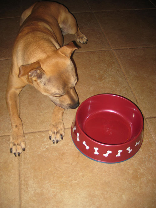 Dog Bowl - Red - Plastic - Salty Dog T-Shirt Factory